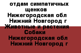 отдам симпатичных щенков  - Нижегородская обл., Нижний Новгород г. Животные и растения » Собаки   . Нижегородская обл.,Нижний Новгород г.